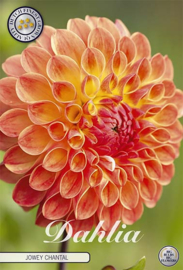 Dahlia Ball Jowey Chantal