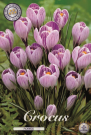 Crocus Vernus Pickwick
