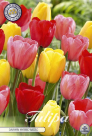 Tulipa Darwin Hybride mix