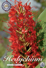 Hedychium (gemberplant) rood