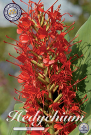 Hedychium (zieringwer) rot