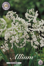 Allium Neopolitanum