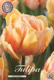 Tulipa Foxy Foxtrot