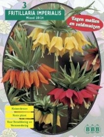 Fritillaria Imperialis Mixed