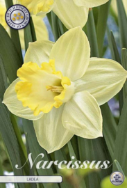 Narcis Trumpet Ladea