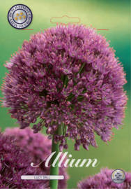 Allium Lucy Ball