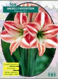 Amaryllis Hippeastrum gestreifft