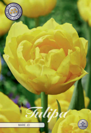 Tulipa Double Early Mary Jo