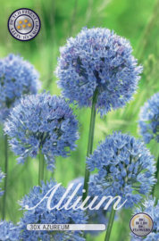 Allium Caeruleum Azureum