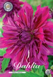 Dahlia Decoratief Purple Taiheijo