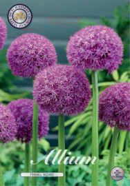 Allium Pinball Wizard