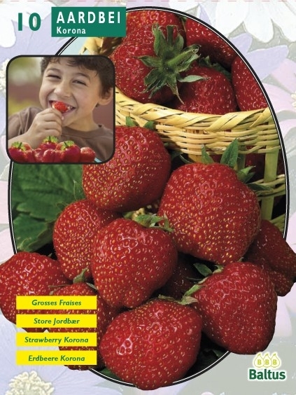 Strawberry Korona