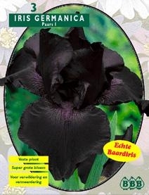 Iris Germanica, Paars