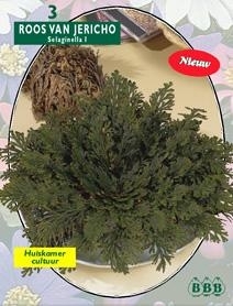 Rose from Jericho Selaginella