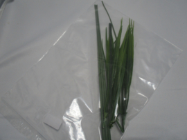 Gras