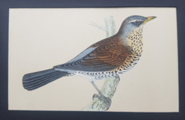 Kramsvogel,  Morris / Lydon  ca 1900