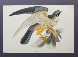 Hobby , Morris / Lydo  ca 1900