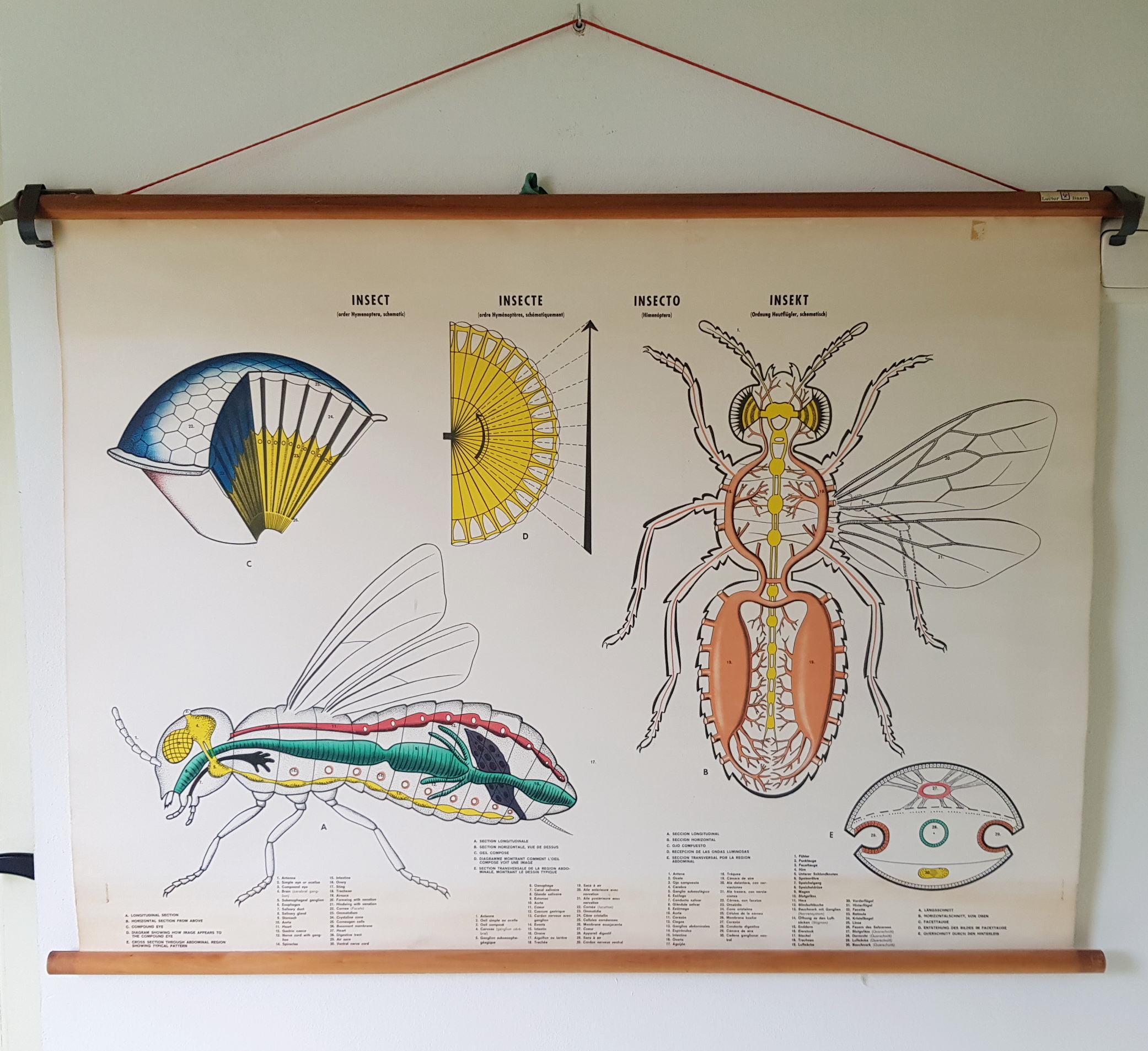 Het insektenoog
