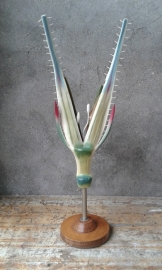 Biologisch anatomisch model bloeiwijze
