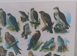 Dagroofvogels en Uilen     -  IJsseling / Slijper