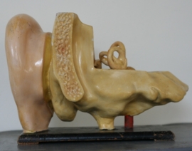 Medisch-anatomisch model van het oor.