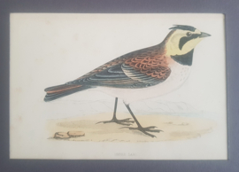 Strandleeuwerik  ,  Morris / Lydon  ca 1900