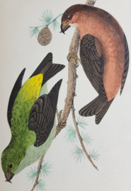 Kruisbek,  Morris / Lydon  ca 1900