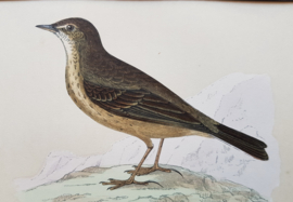 Oeverpieper  , Morris / Lydon  ca 1900