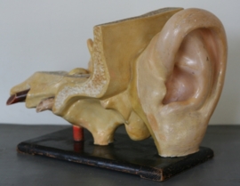 Medisch-anatomisch model van het oor.