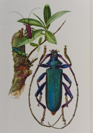 Insectenprenten    H. Engel   1954 - 56