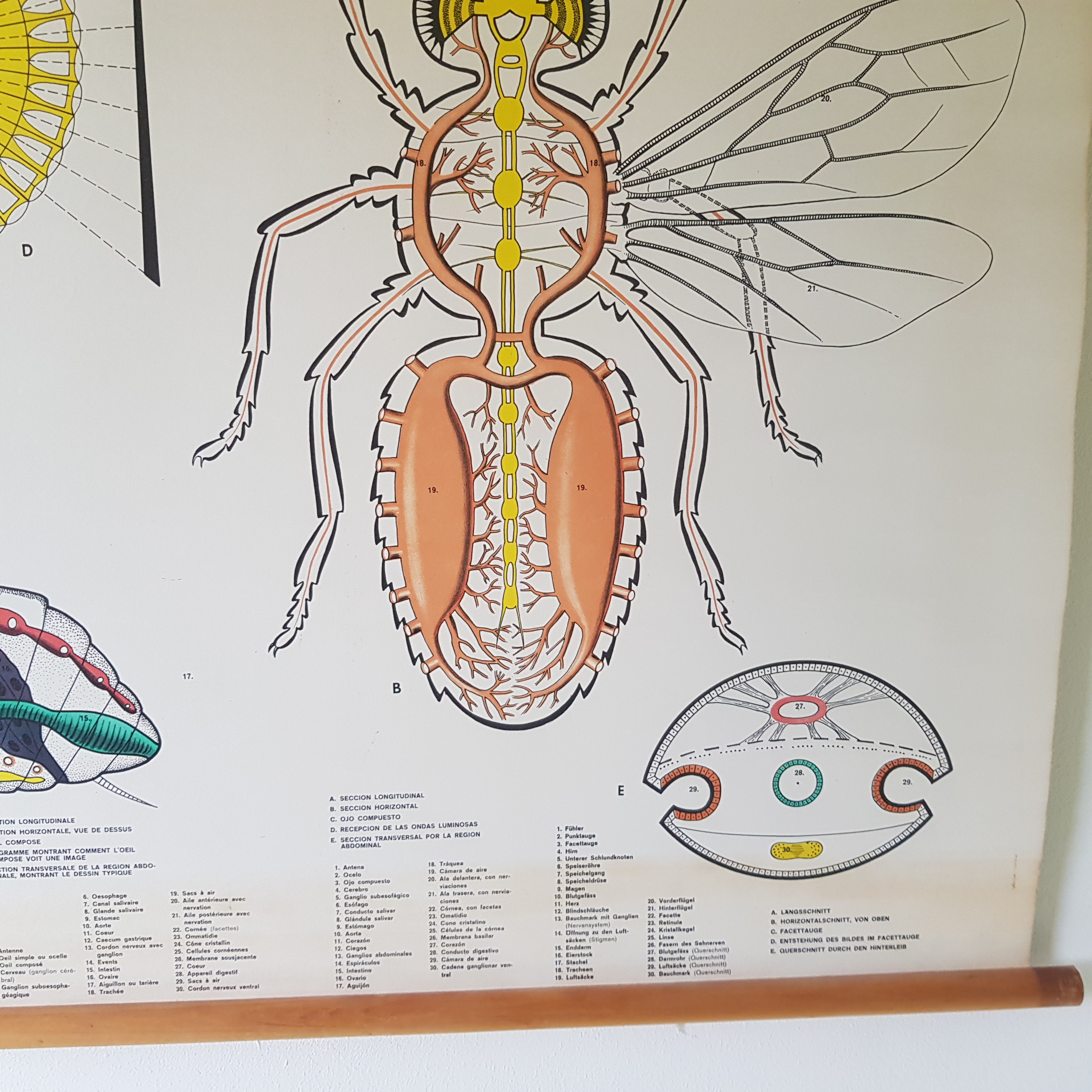 Het insektenoog