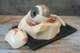 Oud Gipsen Anatomisch Model van het Oog.