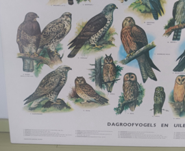 Dagroofvogels en Uilen     -  IJsseling / Slijper