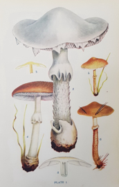 Paddenstoelen   George Massee  "British Fungi"  1911