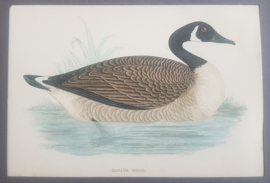 Canadese Gans,  Morris / Lydon   ca 1900