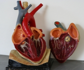 Medisch anatomisch model van het hart.