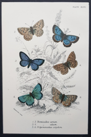 Plate 47