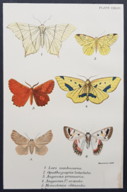 Plate 146