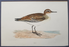 Kleinste Strandloper,  Morris / Lydon   ca 1900