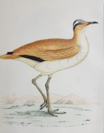 Renvogel,   Morris / Lydon    ca 1900