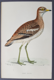 Woestijnplevier,  Morris / Lydon  ca 1900