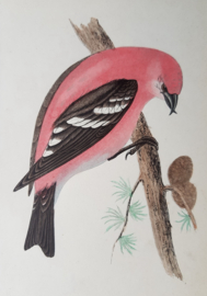 Kruisbek,  Morris / Lydon   ca 1900
