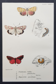 Plate 88