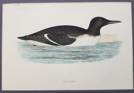 Zeekoet,  Morris / Lydon  ca 1900
