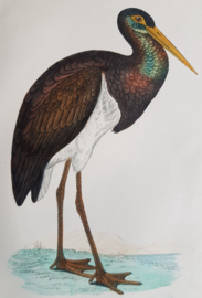 Zwarte ooievaar,  Morris / Lydon   ca 1900.