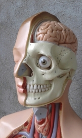 Anatomische torso, levensgroot.