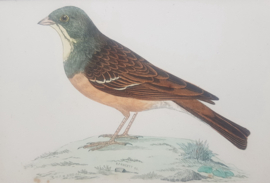 Ortolaan,  Morris / Lydon  ca 1900