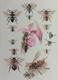 solitaire bijen / parasietbijen