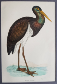 Zwarte ooievaar,  Morris / Lydon   ca 1900.