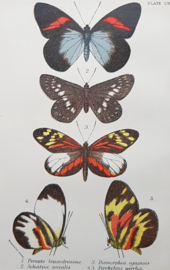 Plate 55